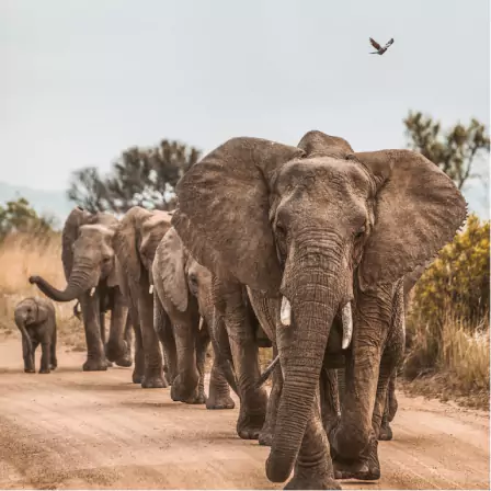 Image of Elephants seen on a game drive.